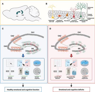 Roles of microglia in adult hippocampal neurogenesis in depression and their therapeutics